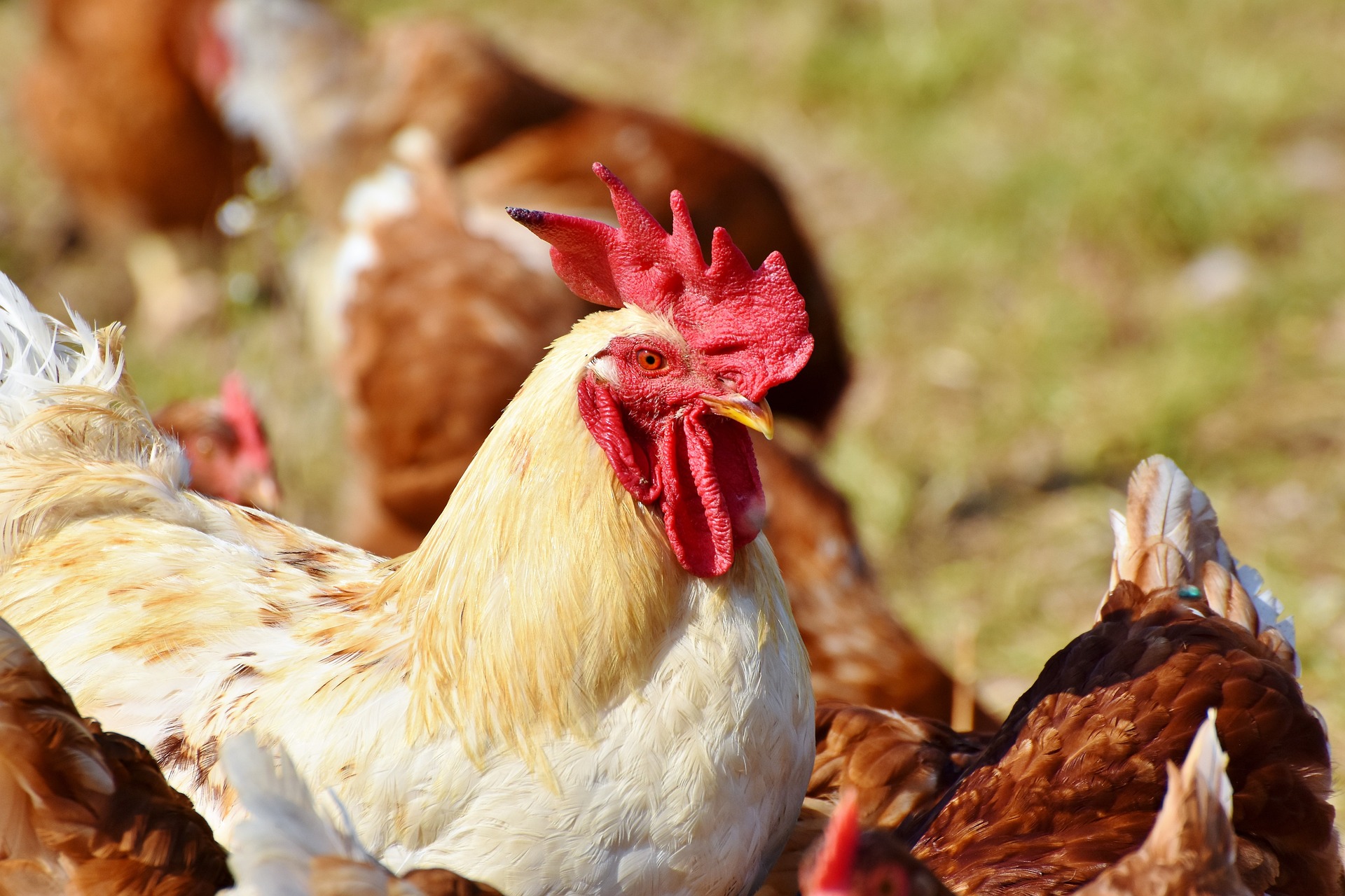 Application of large-scale chicken farm breeding equipment