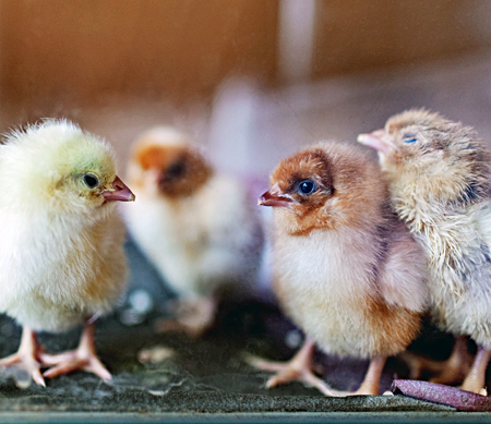 raising chickens in summer! Do these five points well to double your profit from raising chickens