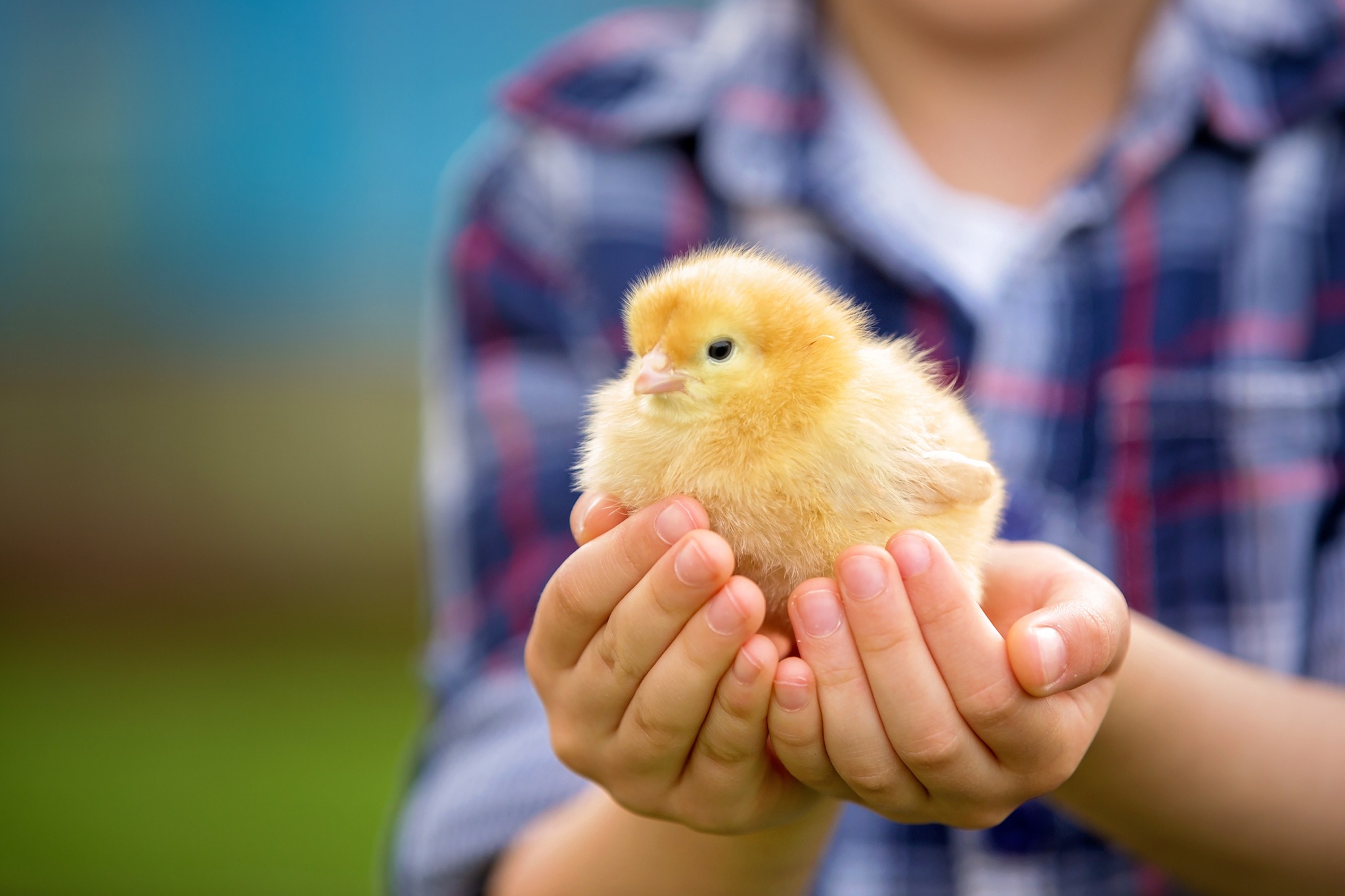 Do you want to open chicken farm in USA ?