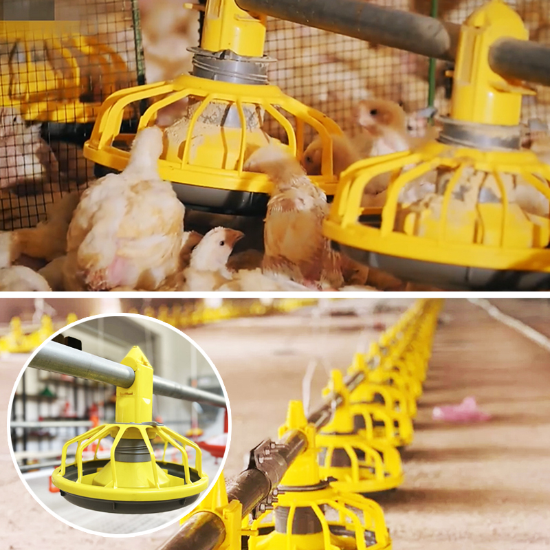  Do You Need Chicken Feeders?