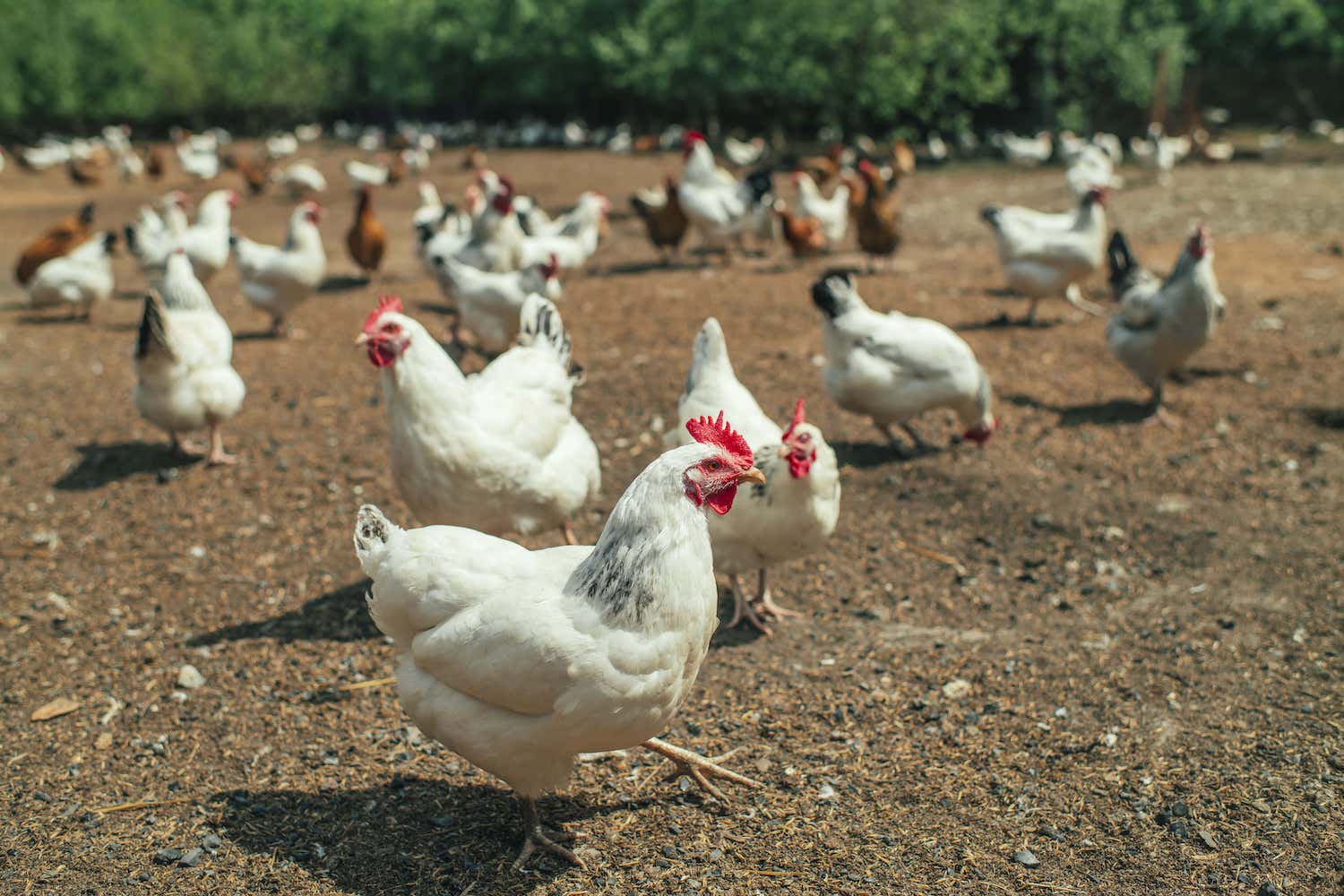 How to start a simple chicken farm?