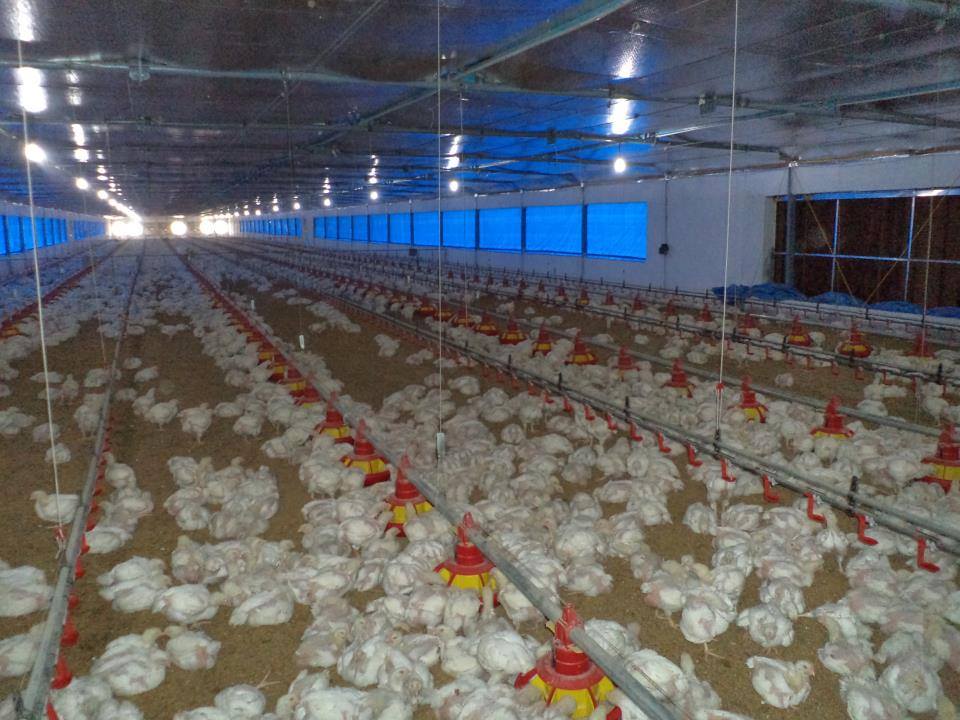 The Importance of Poultry Equipment To Chicken Farmers