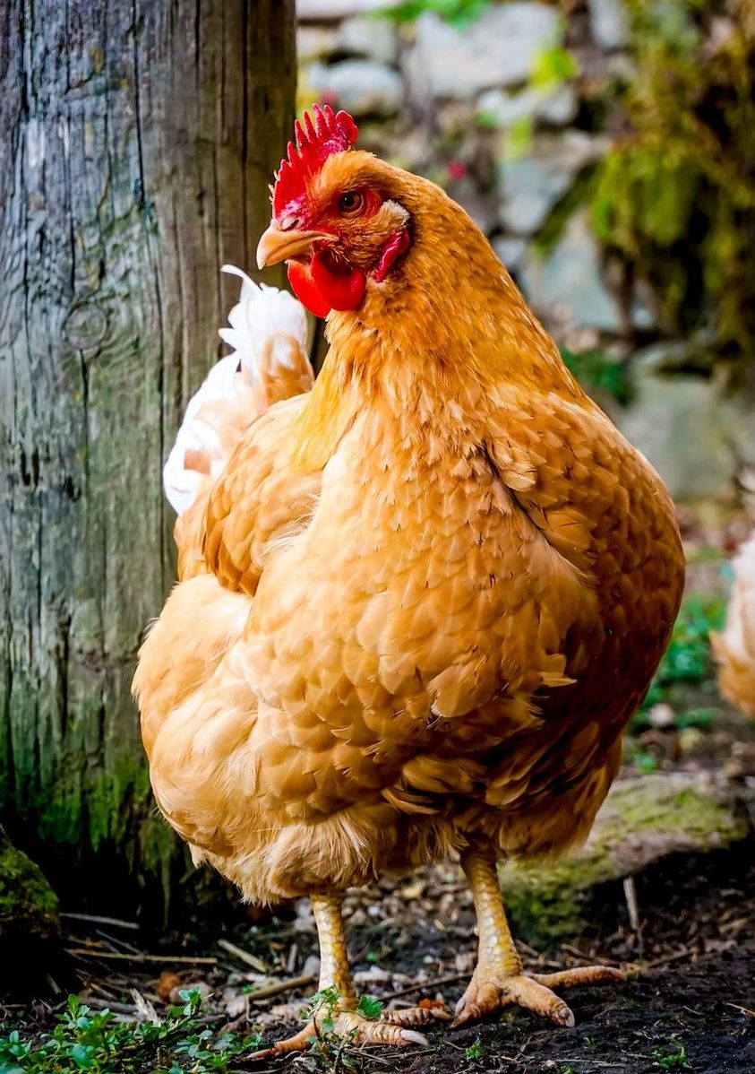 What are the advantages of broiler chicken farming?