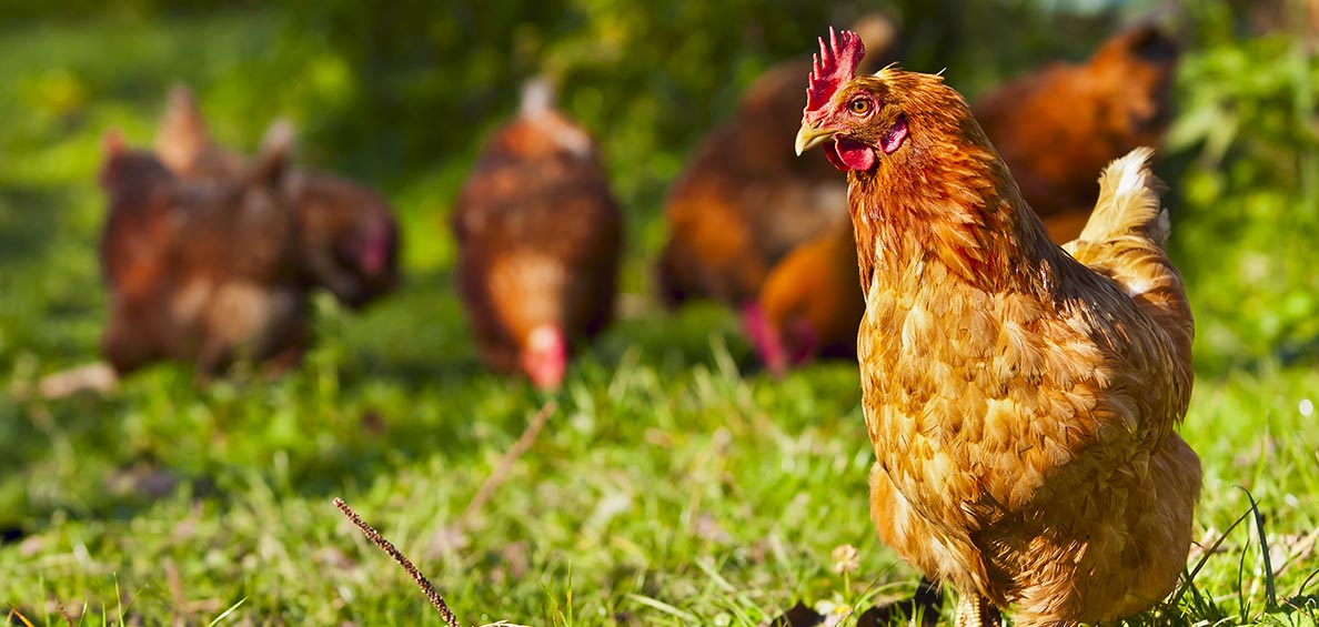 What is the future direction of poultry farming? How to balance sustainability and welfare