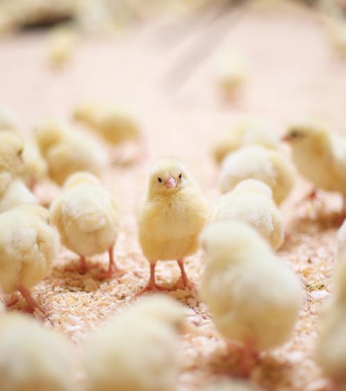 some factors to consider when choosing poultry farming equipment