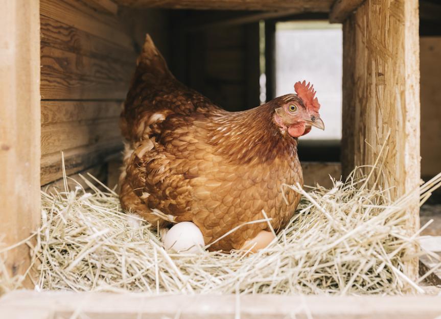When Raising Chickens in Winter, These Steps Must Be Taken Care Of!