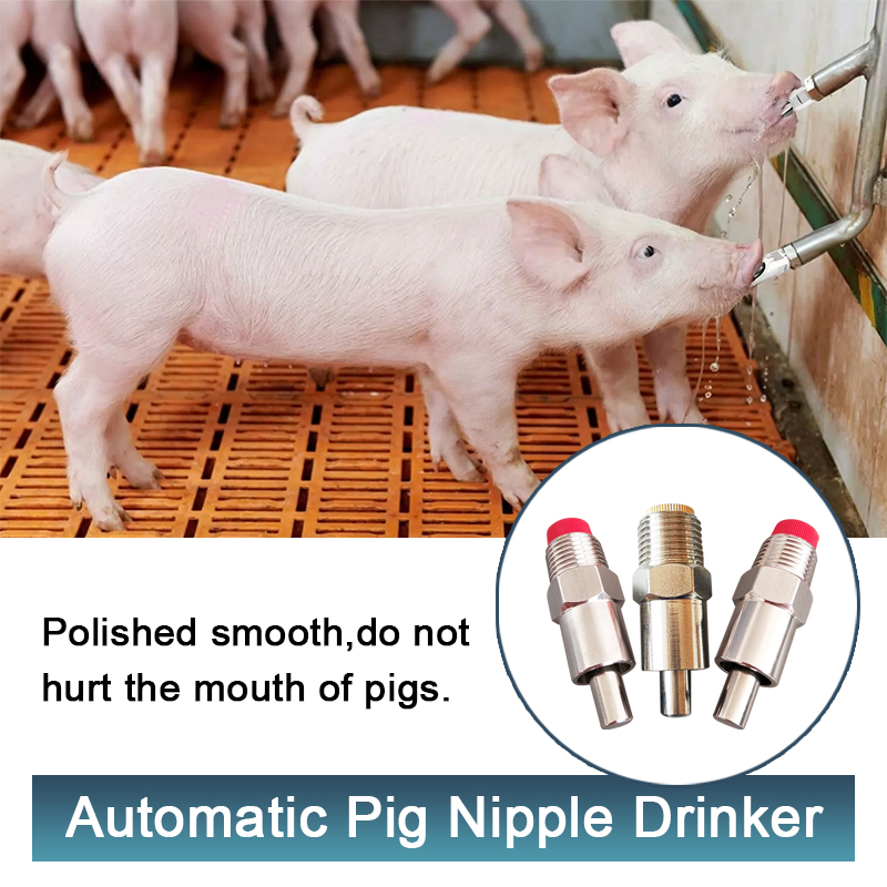 pig nipple (5)