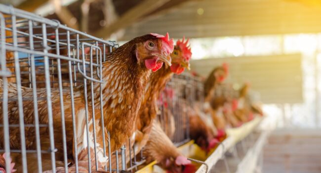 Key points of winter ventilation management for modern caged chicken houses