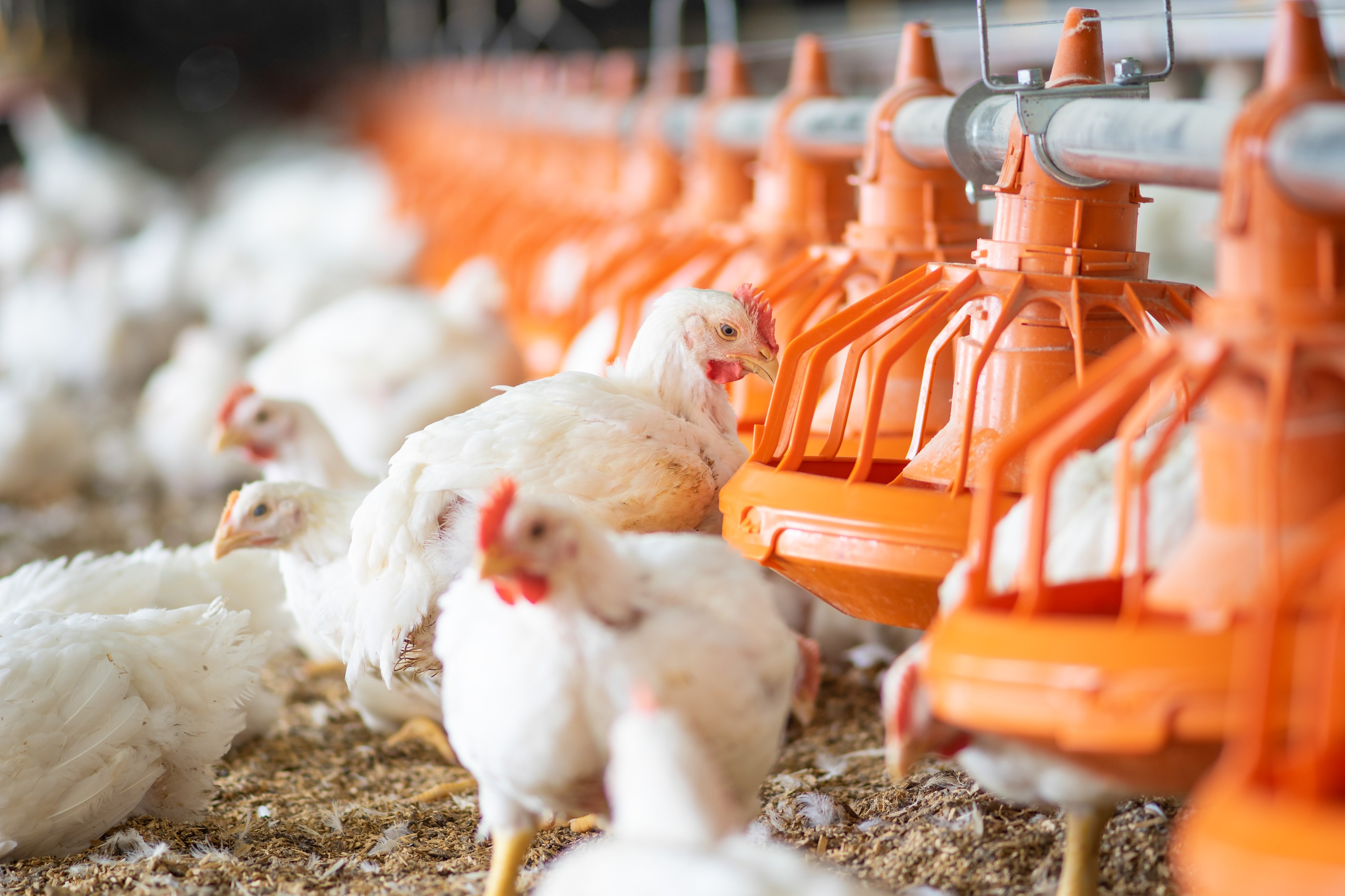 Feeding And Management of Broiler Chickens(1)