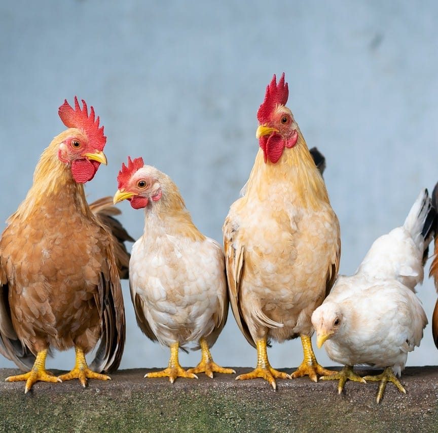 How to judge whether laying hen farming is profitable？