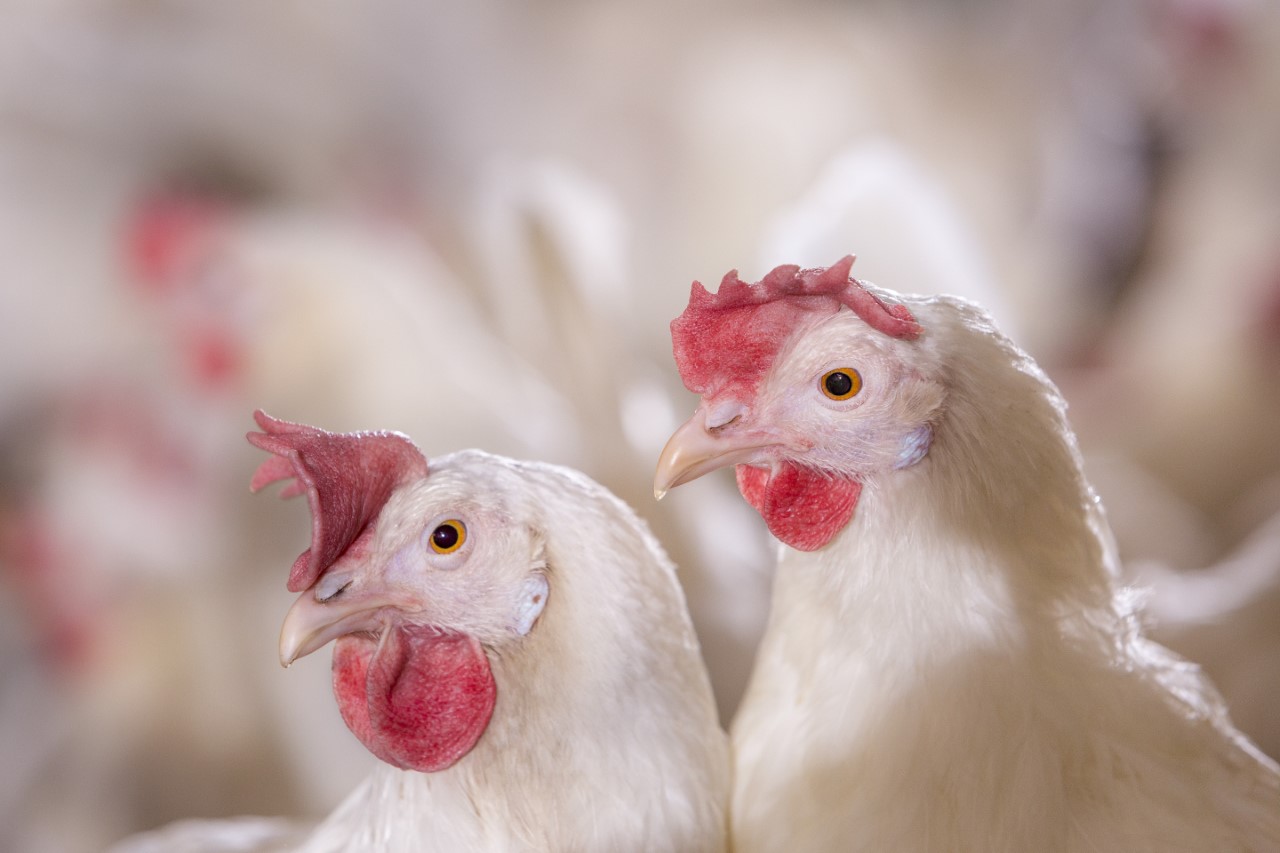 Feeding and management of broiler chickens(2)