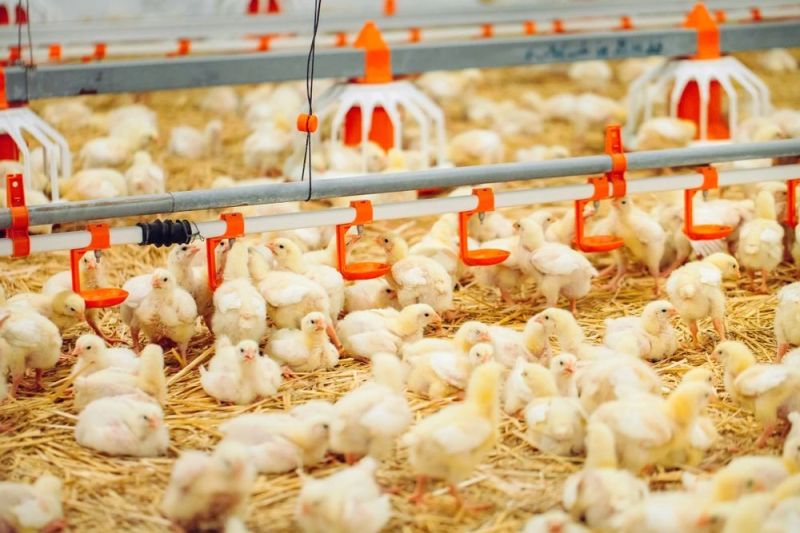 fully automatic chicken house fully automatic chicken house