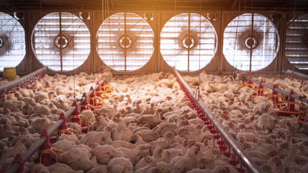Selection, use and maintenance of fans in chicken farms