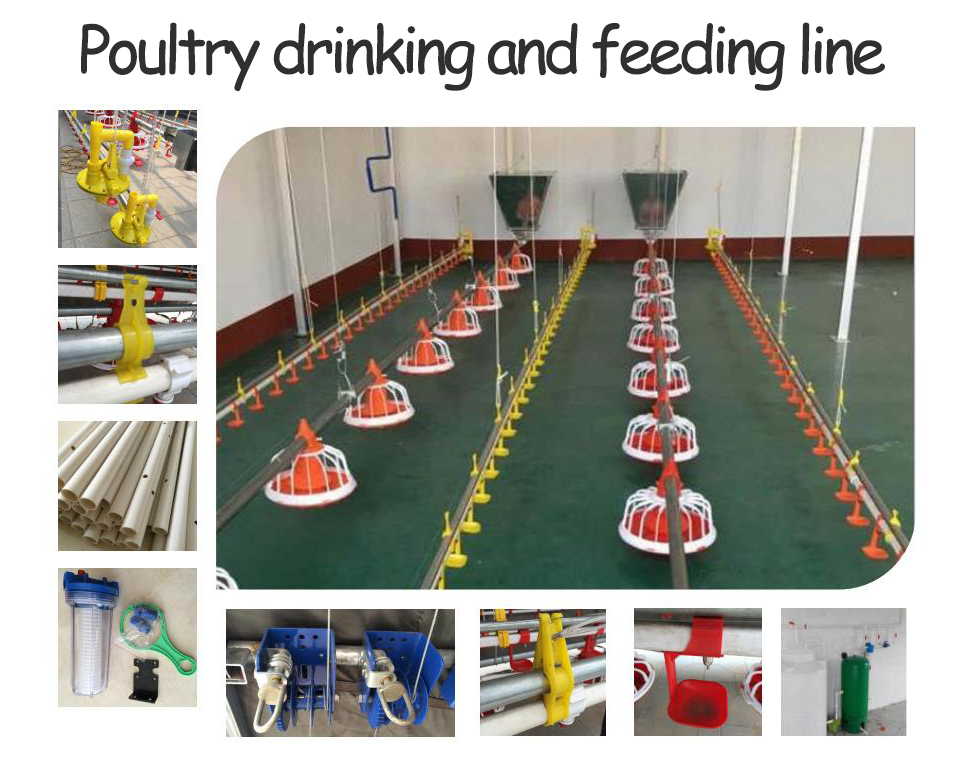 chicken feeding and drinking line