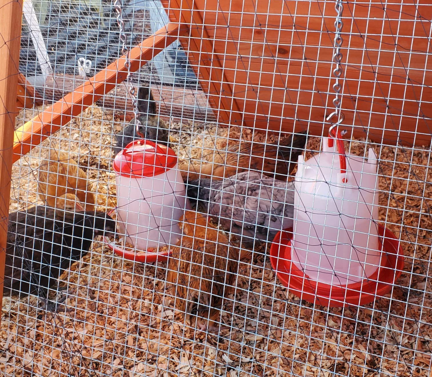 poultry feeder and drinker (3)