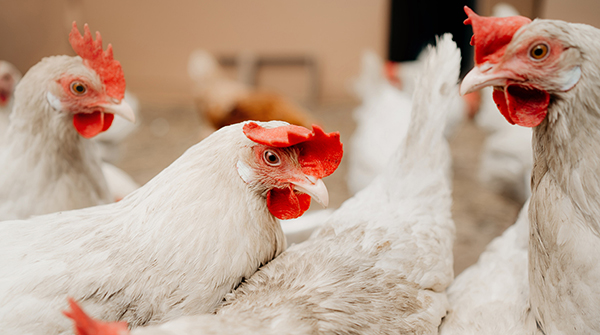 What is needed in poultry farming?