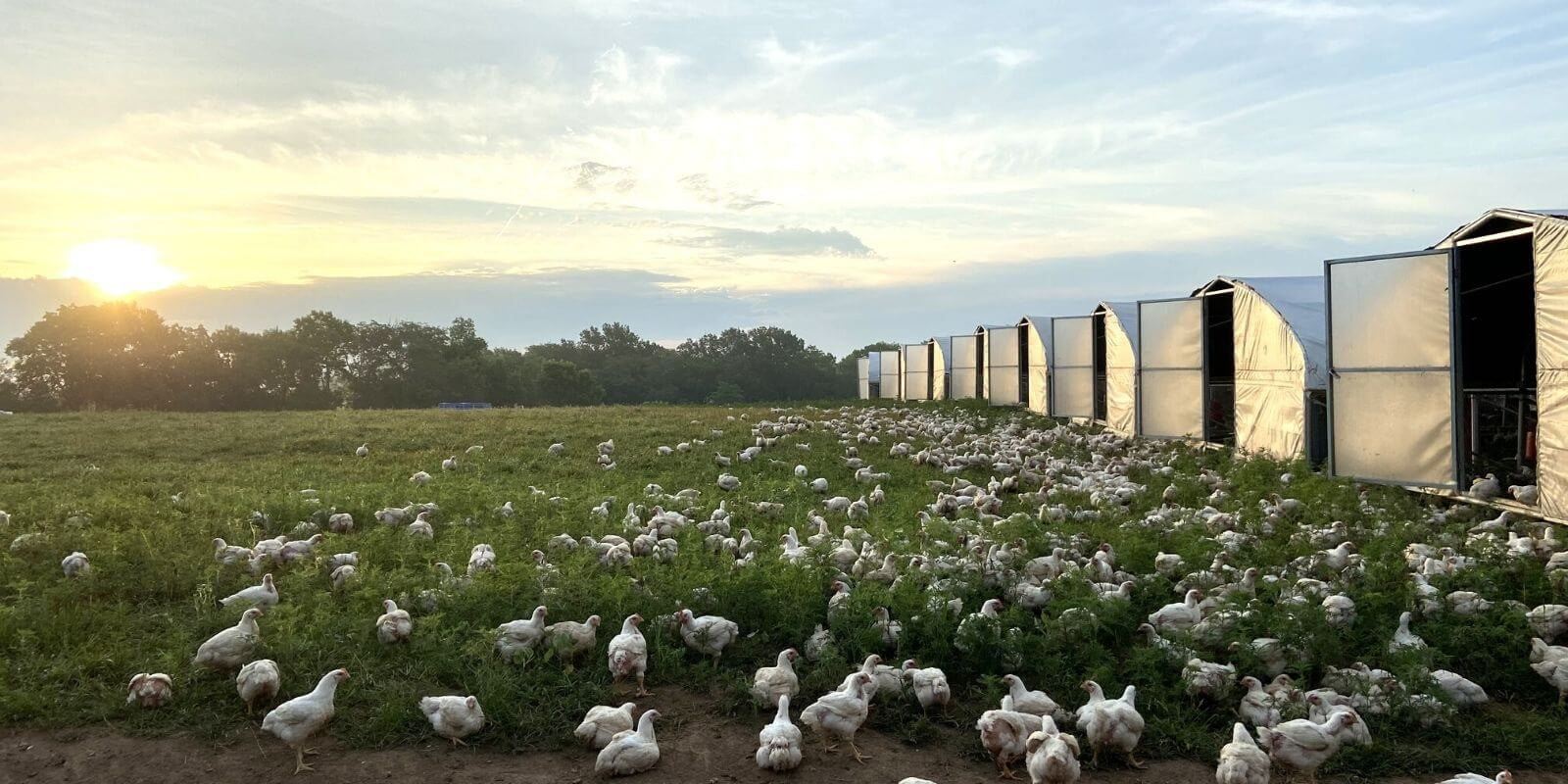 What are the main design contents of the large-scale chicken farm construction project?(1)