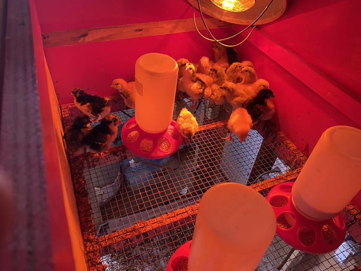 8 Essential Chicken Supplies for Young Chicks