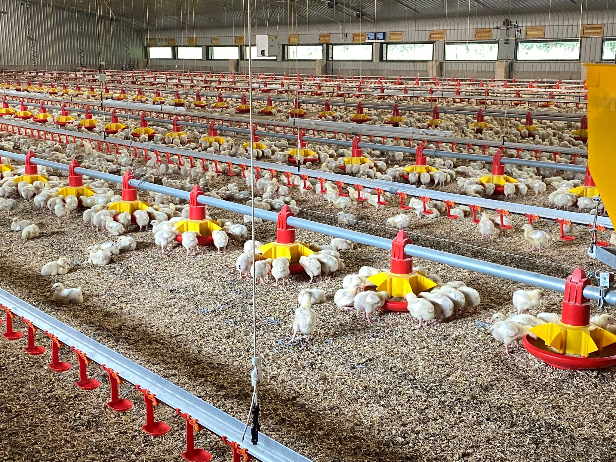 fully automatic chicken house (1) fully automatic chicken house (1)