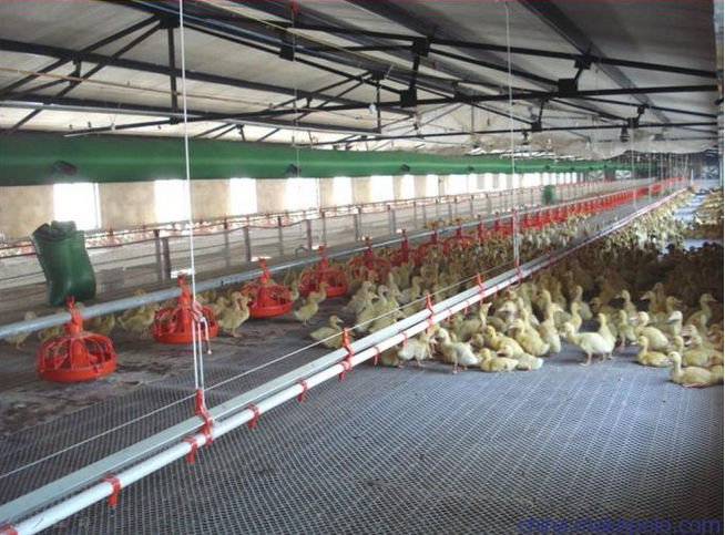 chicken farm equipment (5)