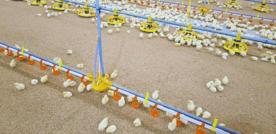 chicken farm