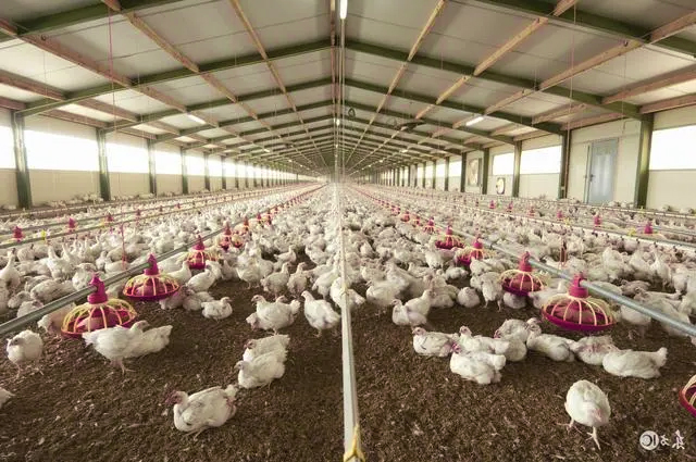 chicken feeder line