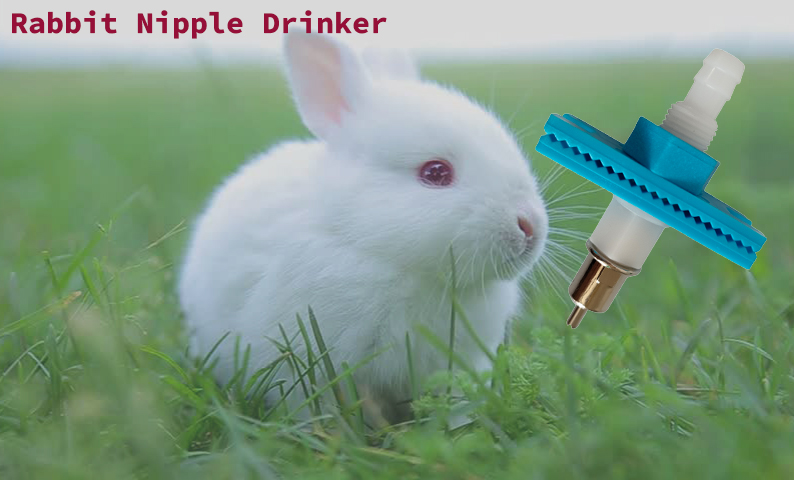 rabbit nipple drinker