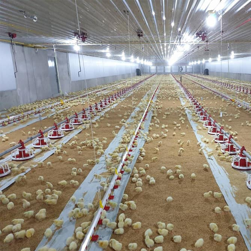 automatic feeding and drinking line 1