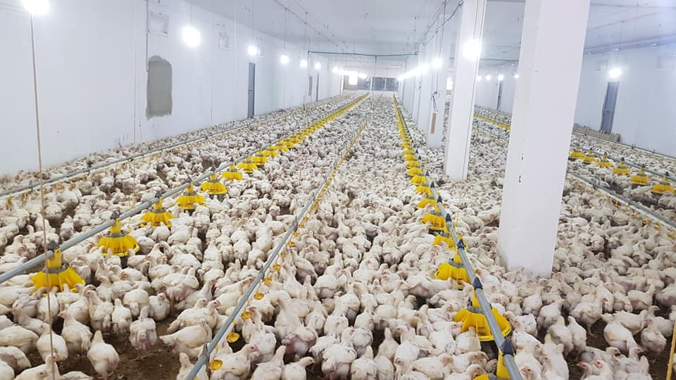 Automatic broiler feeding and drinking line Automatic broiler feeding and drinking line