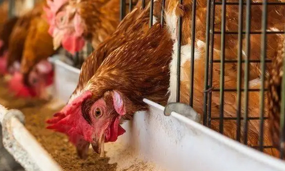 UK Government confirms consultation into ending cages in farming