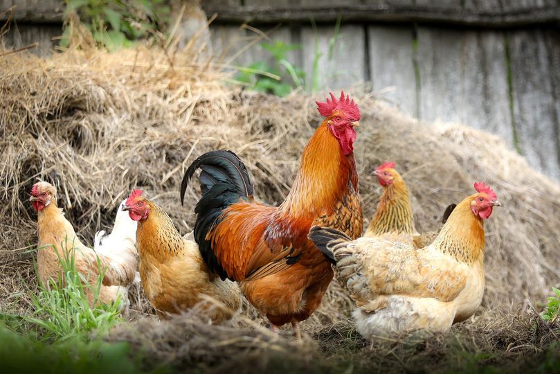 Equipment Guide for Chicken Farms Needed
