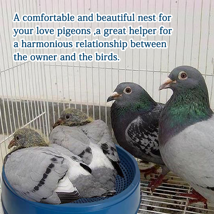 pigeon nest (11)