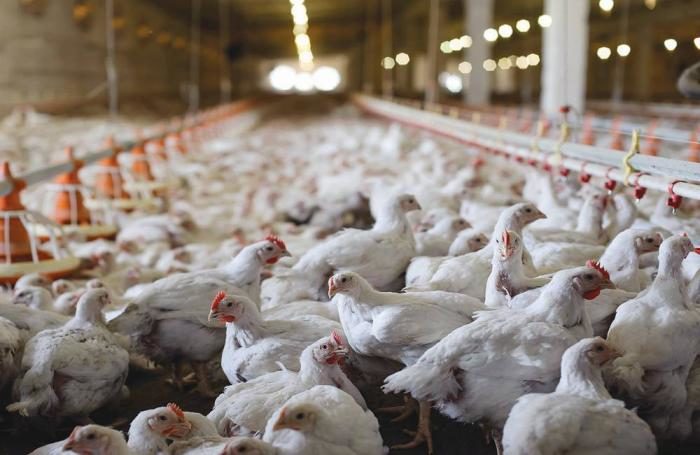 How to prevent heatstroke and cool down in summer poultry houses