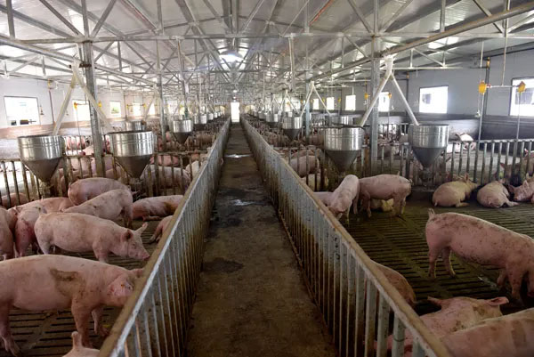 Pig farming requires those common equipment