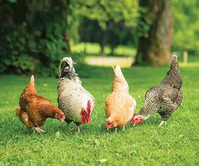 How to prevent diseases when raising chickens
