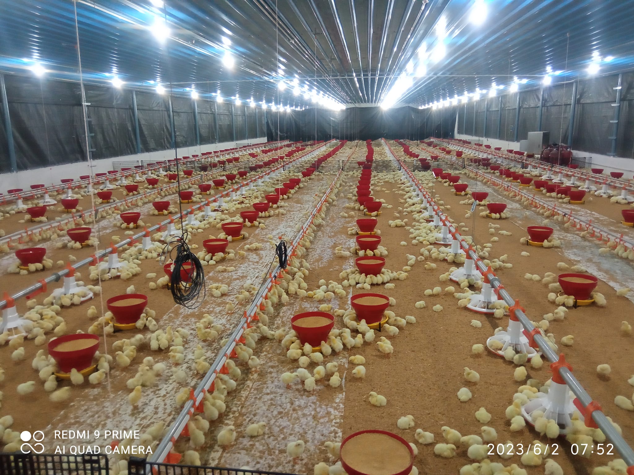 chicken farm (2)