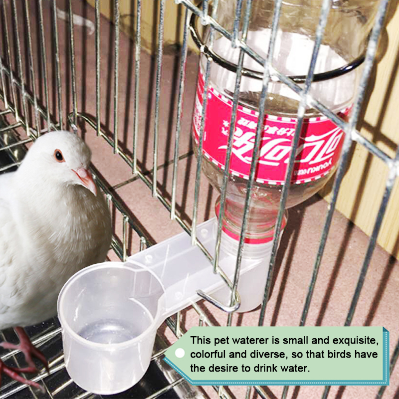 pigeon drinker (6)