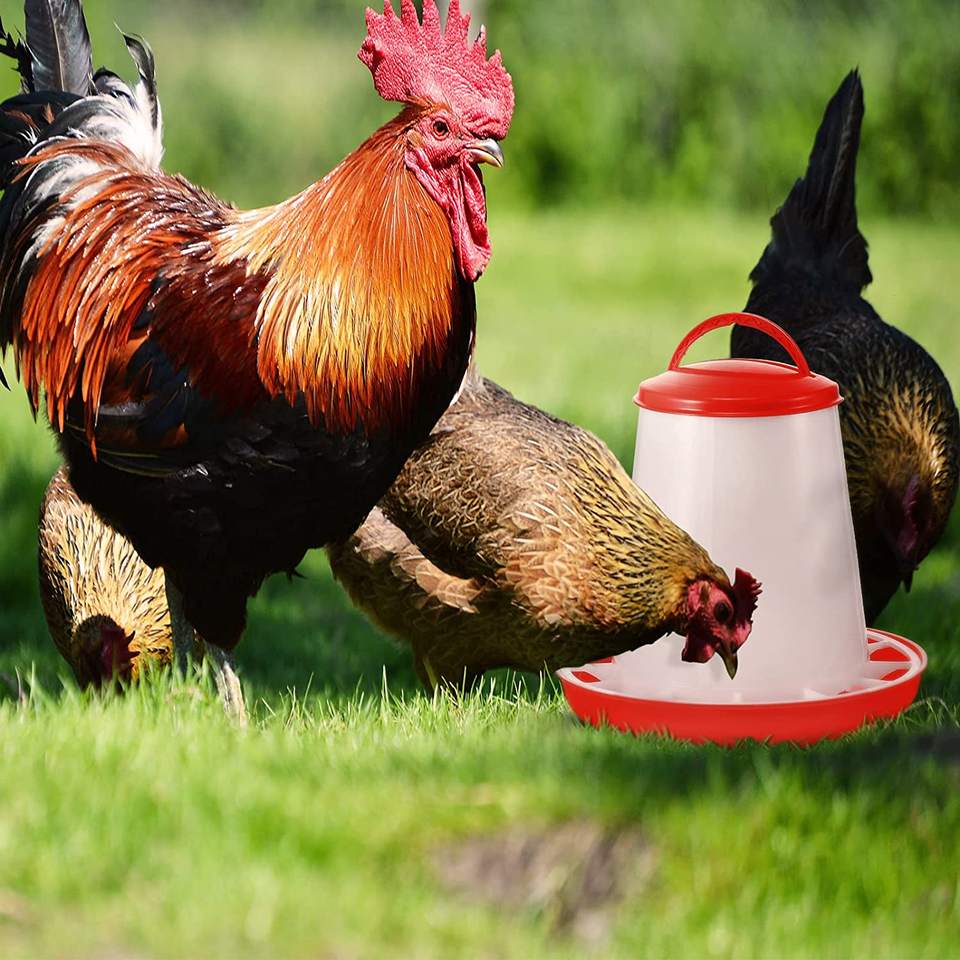 poultry feeder and drinker (1)