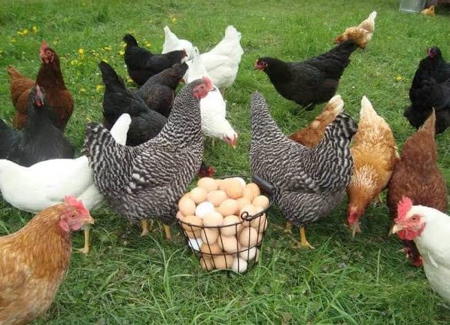 chicken farm equipment (8)