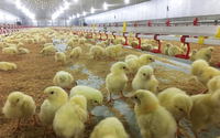 //ikrorwxhnjqrlp5p.ldycdn.com/cloud/lmBprKmilkSRilpkqnmniq/chicken-house.jpg