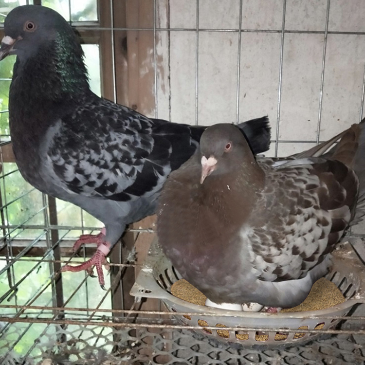 pigeon nest mat (21)