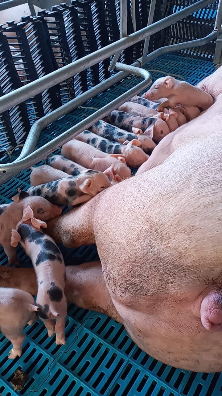 The development trend of feeding equipment for pig industry