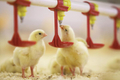 chicken farm equipment (3).jpg