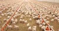 //ikrorwxhnjqrlp5p.ldycdn.com/cloud/lnBprKmilkSRklnjkmooiq/automatic-poultry-house-equipment.jpg