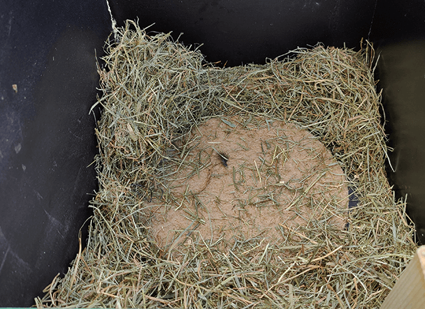 hemp-nesting-box-pads-sm