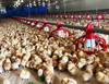 Automatic Chicken Breeding Equipment