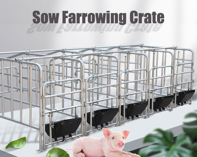 Sow-Farrowing-Crate