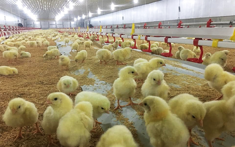chicken house
