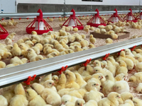 //ikrorwxhnjqrlp5p.ldycdn.com/cloud/lpBprKmilkSRjlqmrpriio/cumberland-feeder-pan-farm.jpg