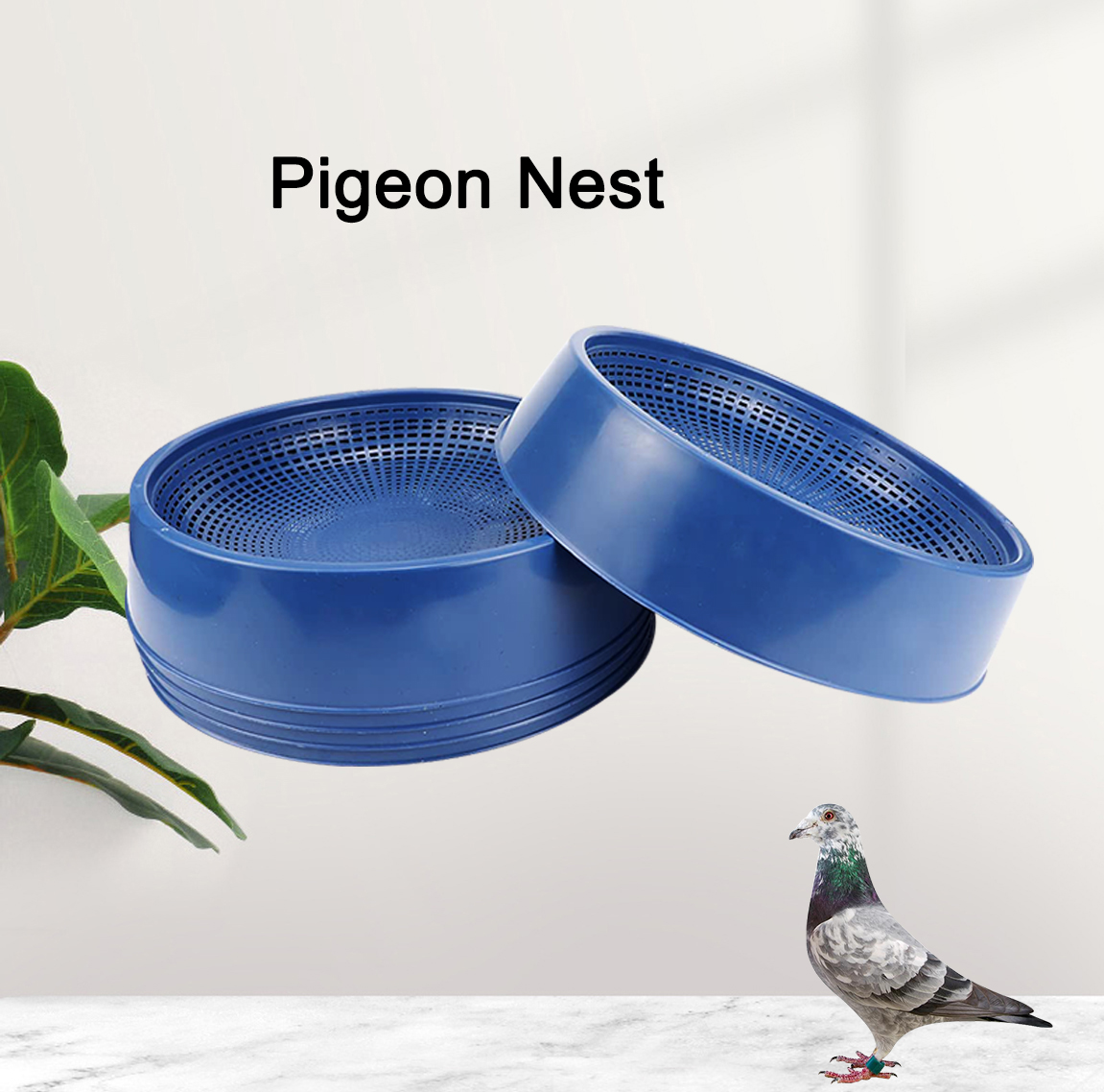 pigeon nest